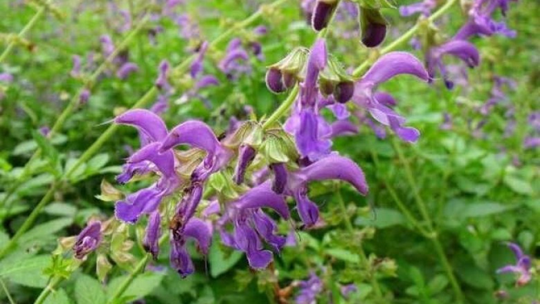 Cây Đan sâm (Salvia miltiorrhiza)