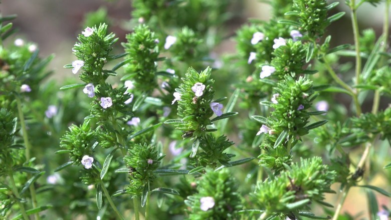 Cây Cỏ xạ hương (Thymus vulgaris)