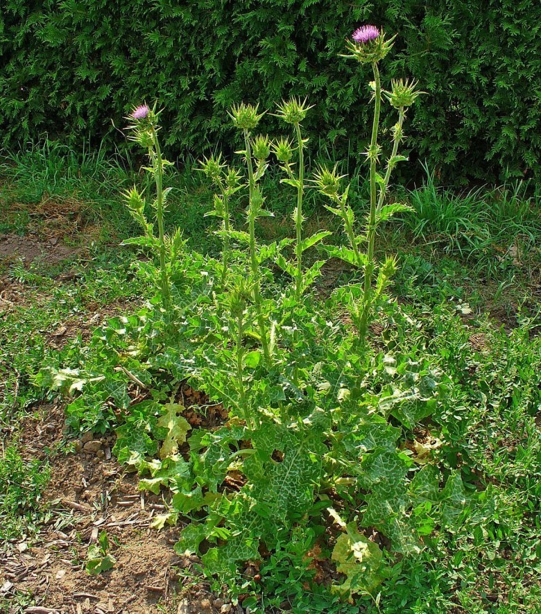 Cây kế sữa (Silybum marianum)