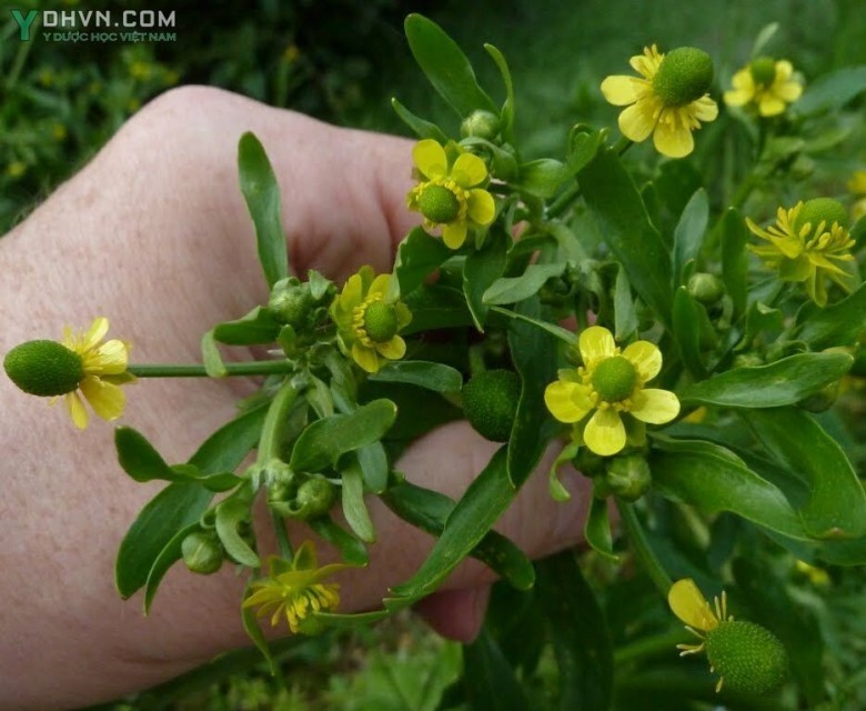 Cây Mao lương, Mao lương độc (Ranunculus sceleratus L)