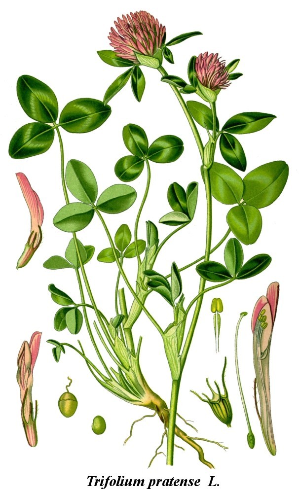 1. Cỏ ba lá đỏ (Trifolium pratense )