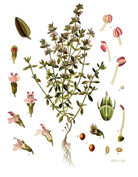 Cỏ xạ hương