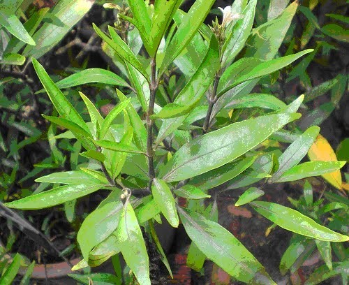 Một số bài thuốc từ cây thuốc trặc: