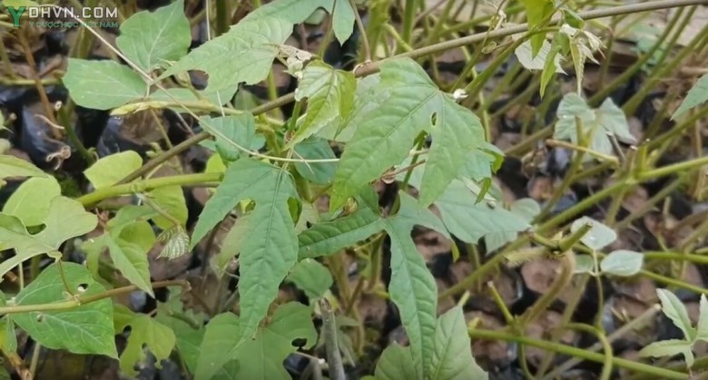 Một số bài thuốc có dùng bạch liễm: