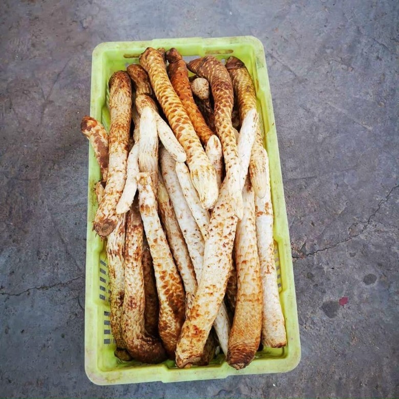 Dược liệu từ nhục thung dung