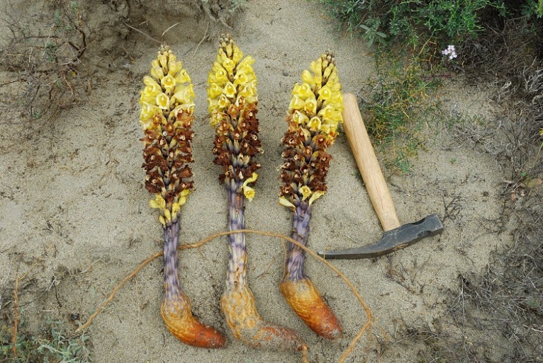 Một số phương thuốc có sử dụng vị nhục thung dung: