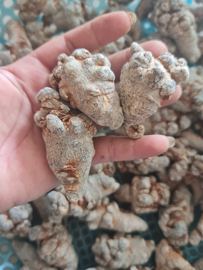 Ai là người thích hợp nhất để dùng bột tam thất?