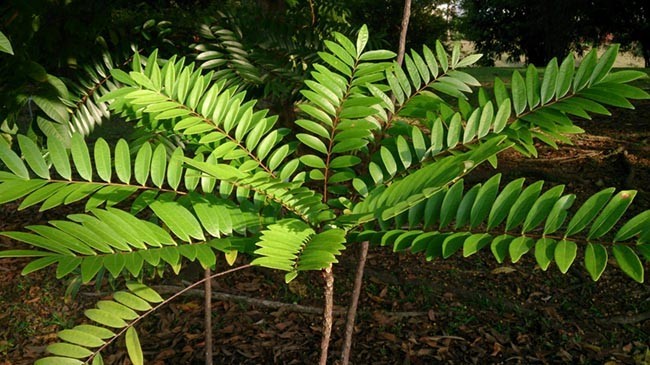 Bài thuốc chữa bệnh của cây bách bệnh