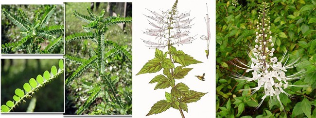 HẠ ACID URIC MÁU BẰNG Y HỌC CỔ TRUYỀN