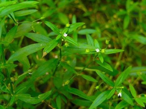 3. Tác dụng dược lý
