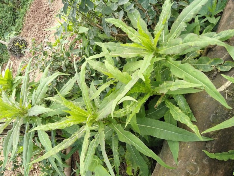 3. Trong hoạt động chăn nuôi gia cầm