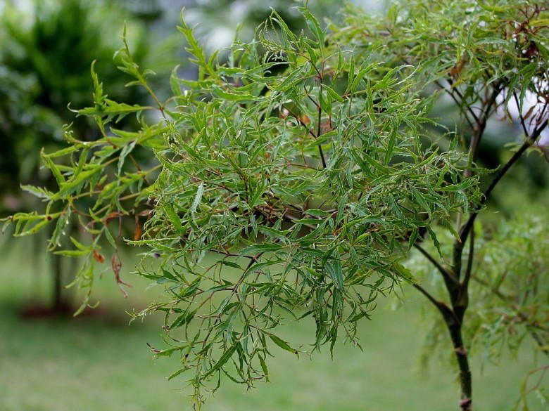 Thông tin đặc điểm cây đinh lăng
