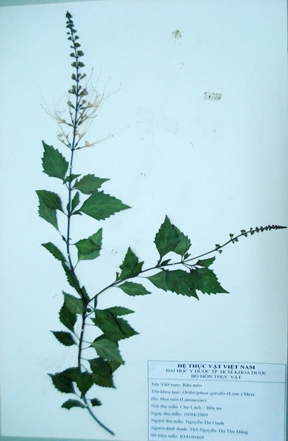 Tiêu bản: