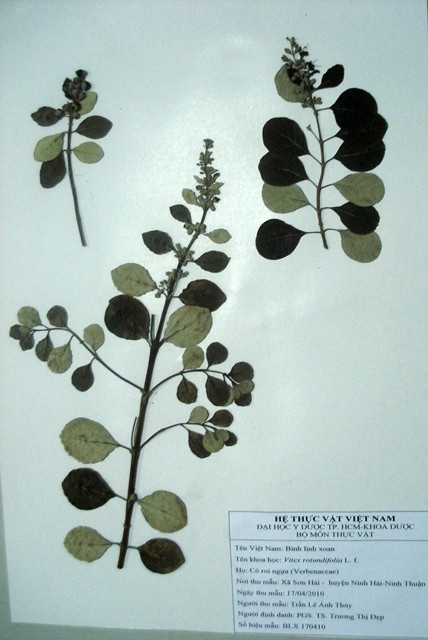 Tiêu bản: