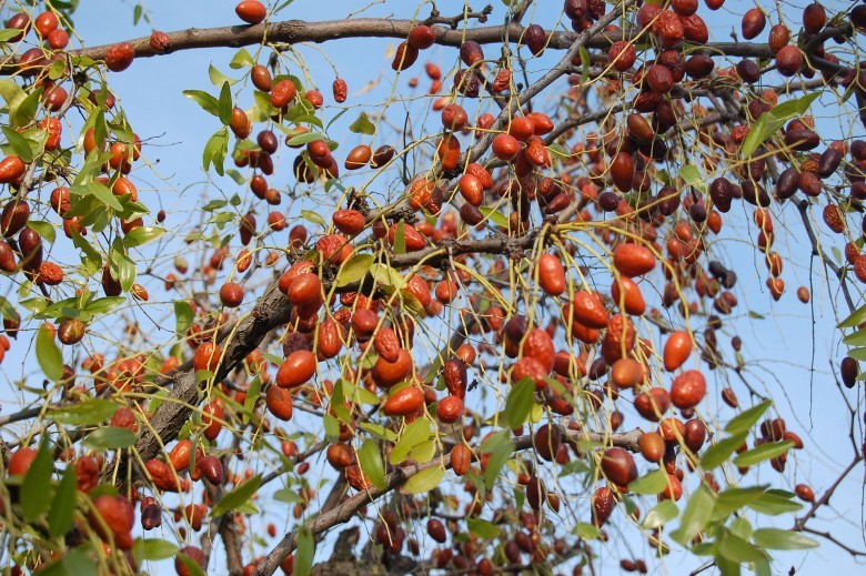 1.Tính chất, đặc điểm và công dụng của đại táo
