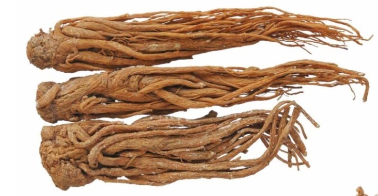 ANGELICA ACUTILOBA CÓ TÁC DỤNG GÌ?