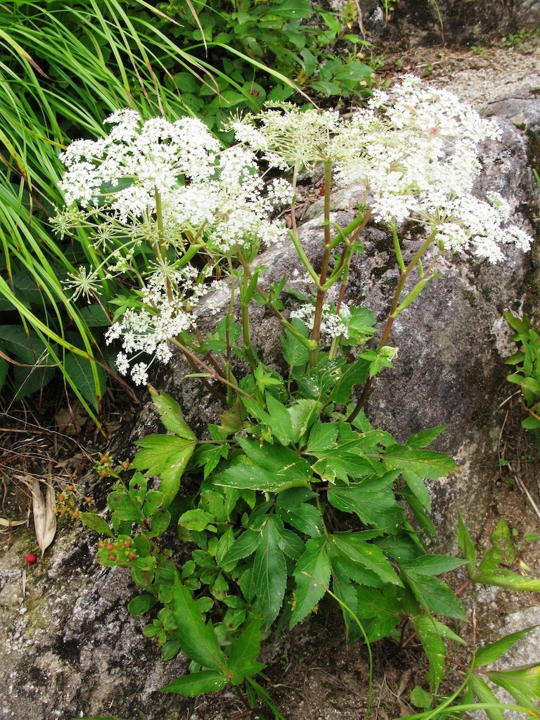 ANGELICA ACUTILOBA CÓ GIÁ TRỊ RA SAO?