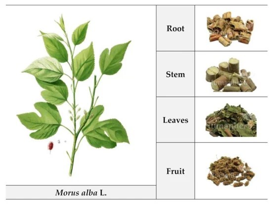 Thông tin mô tả cây dâu tằm