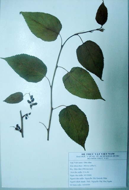 Tiêu bản: