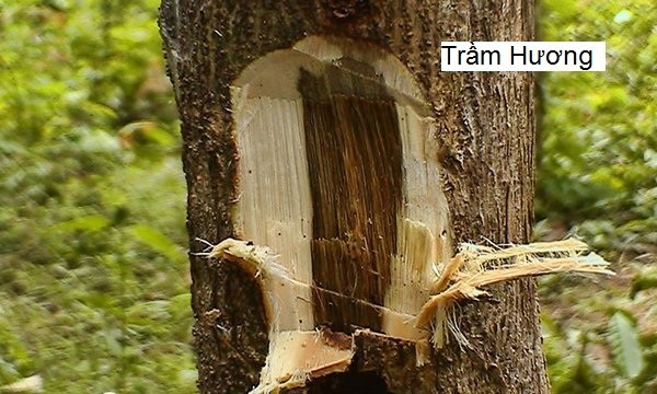 1. Trầm hương được mệnh danh là "gỗ của các vị thần"