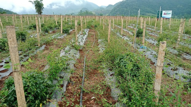 Cần bảo tồn và phát triển