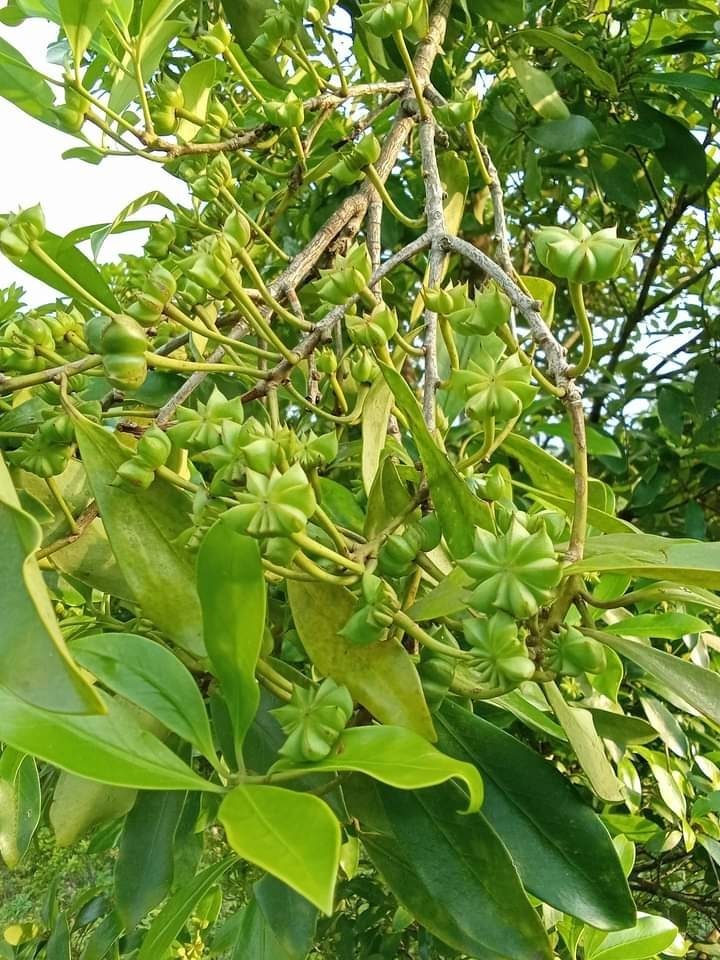 Đặc điểm và công dụng