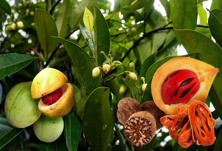 3. Quá liều nhục đậu khấu có thể gây độc, làm thế nào để sử dụng an toàn?