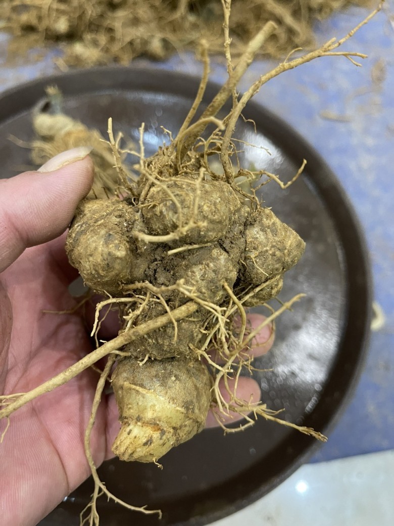 Công dụng và liều dùng