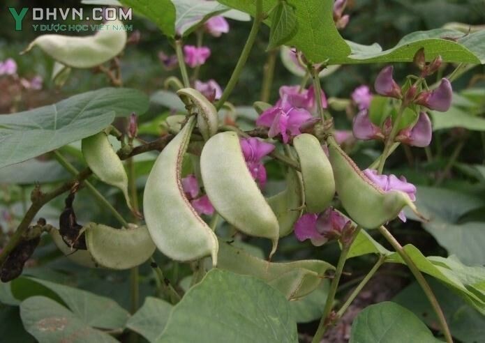 Một số món ăn bài thuốc có đậu ván được Lương y Bùi Đắc Sáng giới thiệu: