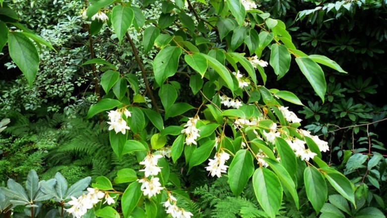 Trung Quốc: Cánh kiến trắng của Việt Nam là số 1