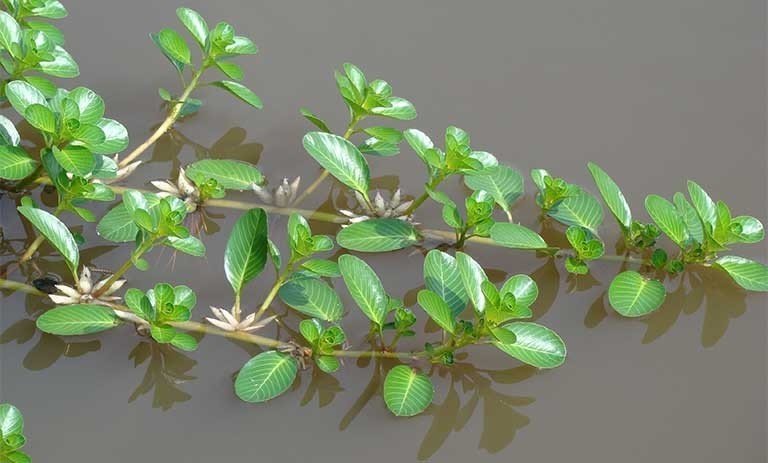 3. Rau dừa nước, tên khoa học là Jussiaea repens L. (Ludwigia adscendens (L.) Hara), thuộc họ Rau dừa nước (Oenotheraceae)