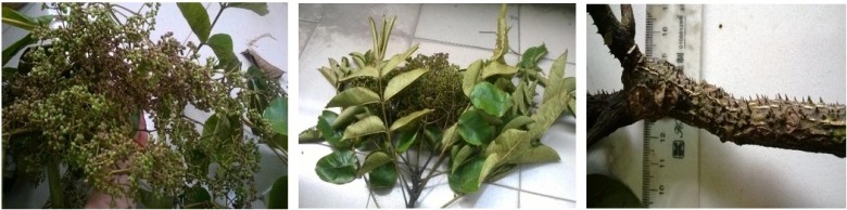 Nghiên cứu thành phần hóa học cũng như hoạt tính sinh học của cây Mắc khén