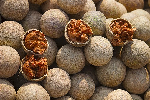Trái quách hay còn gọi là cây cần thăng, tên khoa học là Limonia acidissima L.