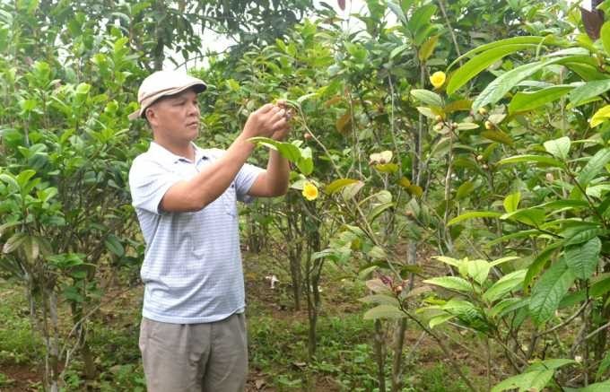 'Hái vàng' từ trà hoa vàng