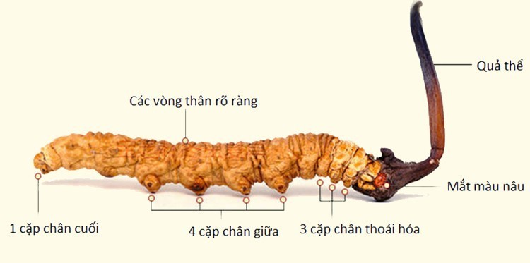 Tác dụng của dược liệu đông trùng hạ thảo