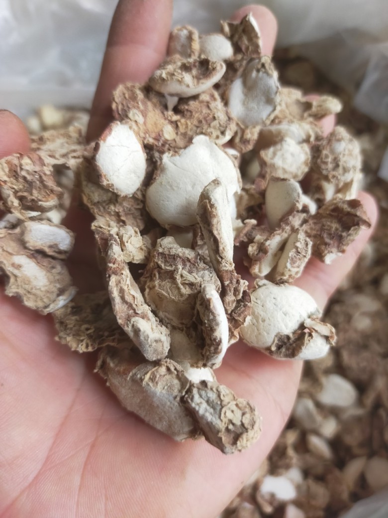 Nghiên cứu đột phá về tác dụng của củ địa liền