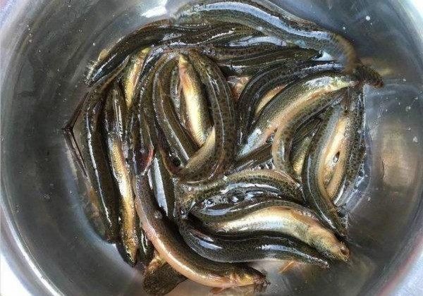 Cá chạch