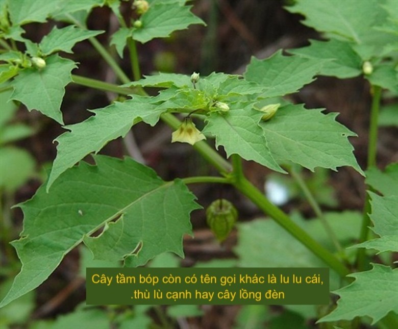1. Lá tầm bóp