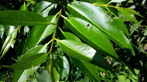 2. Lá vối