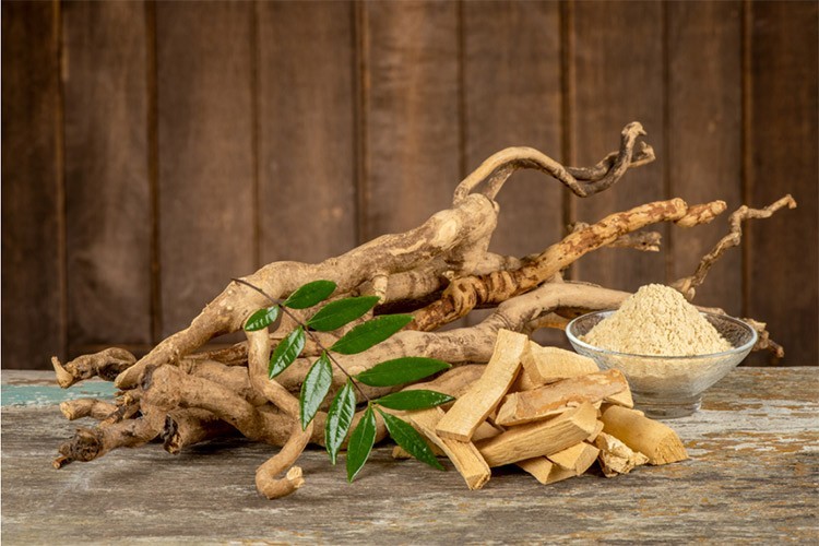 Những công dụng chủ yếu của cây mật nhân