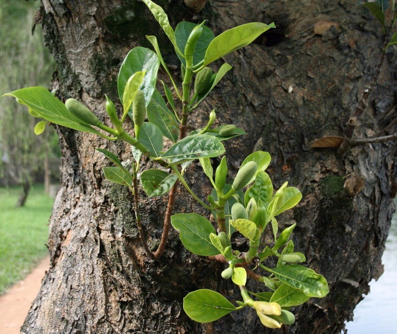 Cây Mít - Artocarpus heterophyllus Lam., thuộc họ Dâu tằm - Moraceae.