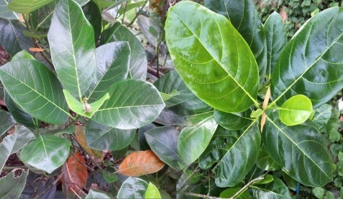 Tác dụng của lá Mít
