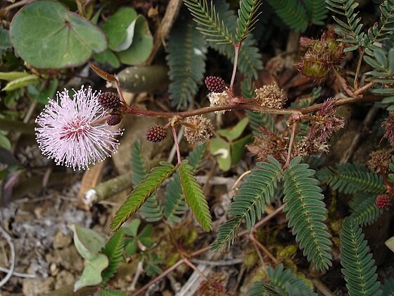 Cây Mắc cỡ, Xấu hổ, Trinh nữ - Mimosa pudica L., thuộc họ Ðậu - Fabaceae.