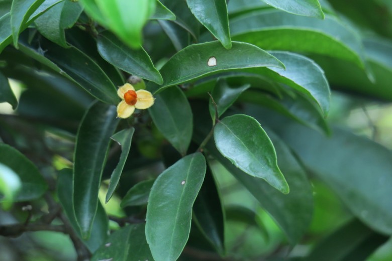 1. Giới thiệu