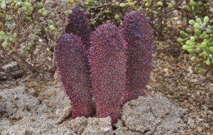 Xem đào Nấm Tỏa Dương