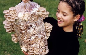 Chính sách đặc thù về giống, vốn và công nghệ trong phát triển nuôi trồng, khai thác dược liệu