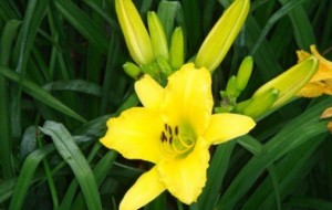 Kỹ thuật trồng hoa kim châm và giá trị chữa bệnh của Hoa Kim Châm