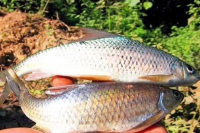 Đặc sản Cá sỉnh Mường Lò, Yên Bái