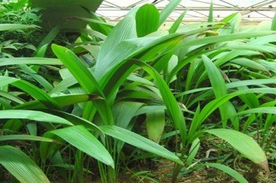 Nhân giống cây Sâm cau - Curculigo orchioides