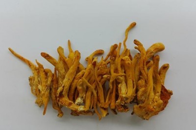 Nghiên cứu nuôi trồng stroma nhộng trùng thảo - Cordyceps militaris